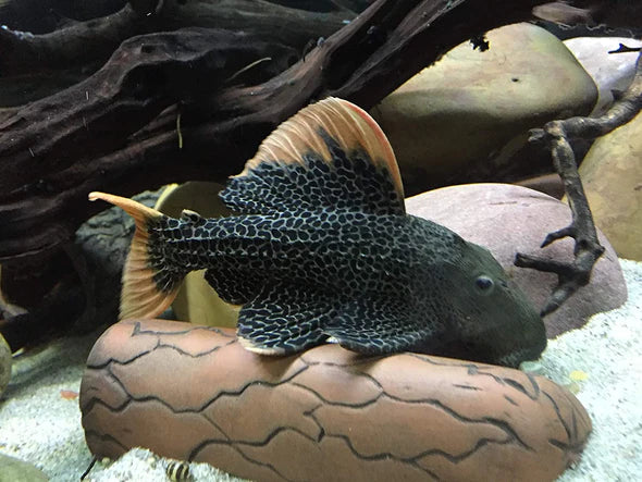 Pleco Ceramics Pleco Cave Large